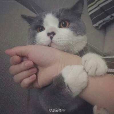 萝莉养成计划小米版下载